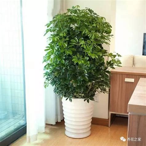 店面招財植物|招財植物10選大公開